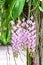Aerides Lawrenceae, beautiful pink orchid flowers