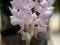Aerides odorata orchid flowers