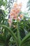 aerides orchid on nursery for harvest
