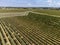 Aeriel view on rows of Merlot red grapes in Saint-Emilion wine making region in Pomerol, right bank in Bordeaux, ripe and ready