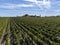 Aeriel view on rows of Merlot red grapes in Saint-Emilion wine making region in Pomerol, right bank in Bordeaux, ripe and ready