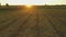 Aero Flight over the clear field in sunset