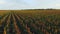 Aero flight over the sorghum field