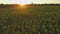 Aero Flight over the sunflower field in sunset