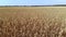 Aero, top view. beautiful, golden wheat field. ripe spikelets sway in the wind.