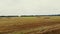 Aero video filming. a large field of mown wheat, after harvesting. many sheaves, large bales of straw. day summer