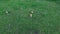 Aero, video shooting from above. Children together with their mothers are playing with the ball on the chamomile meadow