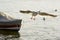 Aerobatic hovering of gull on lake waters, Angera, Italy