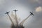 Aerobatics planes show