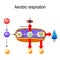 Aerobic respiration. Cellular respiration