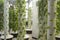 Aeroponic Garden