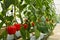 Aeroponics plantation in glasshouse