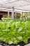 Aeroponics plantation in glasshouse