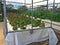 Aeroponics vegetable farm