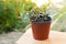 Aeschynanthus mona lisa plant with succulent and shiny leaves, photographed outside nature background