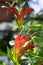 Aeschynanthus speciosus in bloom, pretty orange red flowers