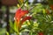 Aeschynanthus speciosus in bloom, pretty orange red flowers, ornamental plant