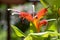 Aeschynanthus speciosus in bloom, pretty orange red flowers, ornamental plant