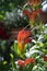 Aeschynanthus speciosus in bloom, pretty orange red flowers, ornamental plant