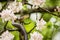 Aesculapean snake on a blossom tree