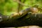 Aesculapean Snake Zamenis longissimus on the branch