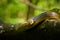 Aesculapean Snake Zamenis longissimus on the branch