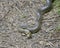 Aesculapian snake in nature