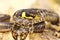Aesculapian snake on wooden stump