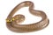 Aesculapian snake Zamenis longissimus