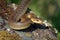 Aesculapian Snake - Zamenis longissimus, Elaphe longissima, nonvenomous olive green and yellow snake native to Europe, Colubrinae