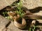 Aesculapian snakes mating