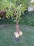 Aesculus californica, California Buckeye, California Horse-chestnut