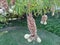 Aesculus californica, California Buckeye, California Horse-chestnut