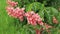 Aesculus carnea. Blooming red chestnut in spring