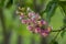 Aesculus carnea pavia red horse-chestnut flowers in bloom, bright pink flowering ornamental tree