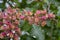 Aesculus carnea pavia red horse-chestnut flowers in bloom, bright pink flowering ornamental tree