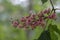 Aesculus carnea pavia red horse-chestnut flowers in bloom, bright pink flowering ornamental tree