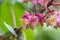 Aesculus carnea pavia red horse-chestnut flowers in bloom, bright pink flowering ornamental tree