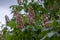 Aesculus carnea pavia red horse-chestnut flowers in bloom, bright pink flowering ornamental tree