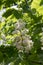 Aesculus hippocastanum branches in bloom