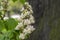 Aesculus hippocastanum branches in bloom