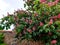 Aesculus hippocastanum carnea nice flowering tree above stone wall nicely assembled from dark basat stone covered with burnt tiles