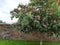 Aesculus hippocastanum carnea nice flowering tree above stone wall nicely assembled from dark basat stone covered with burnt tiles