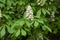 Aesculus hippocastanum flowers in a public garden