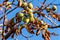 Aesculus hippocastanum Horse chestnut Conker autumn sunset brown leaves