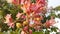 Aesculus Hippocastanum (Horse Chestnut) with Pink Blossoms and Small Newly Formed Green Seeds.