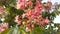 Aesculus Hippocastanum (Horse Chestnut) with Pink Blossoms and Small Newly Formed Green Seeds.