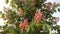 Aesculus Hippocastanum (Horse Chestnut) with Pink Blossoms and Small Newly Formed Green Seeds.