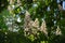 Aesculus hippocastanum horse chestnut tree in bloom with white flowers and sky