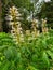 Aesculus parviflora. Bottlebrush buckeye, dwarf horse chestnut.